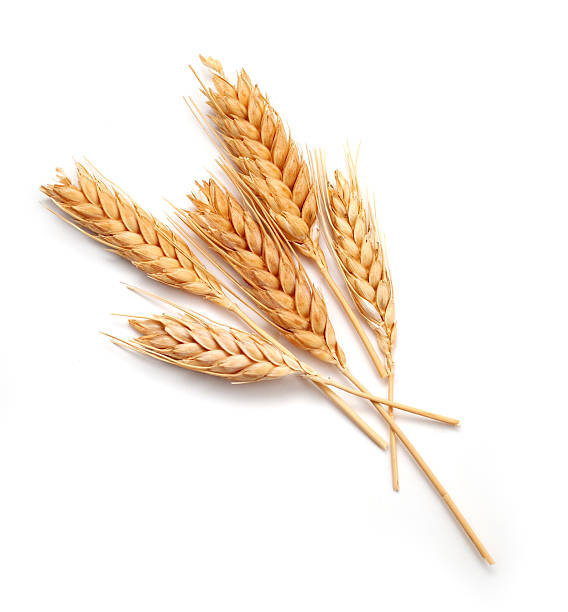 Wheat (गेंहूँ)